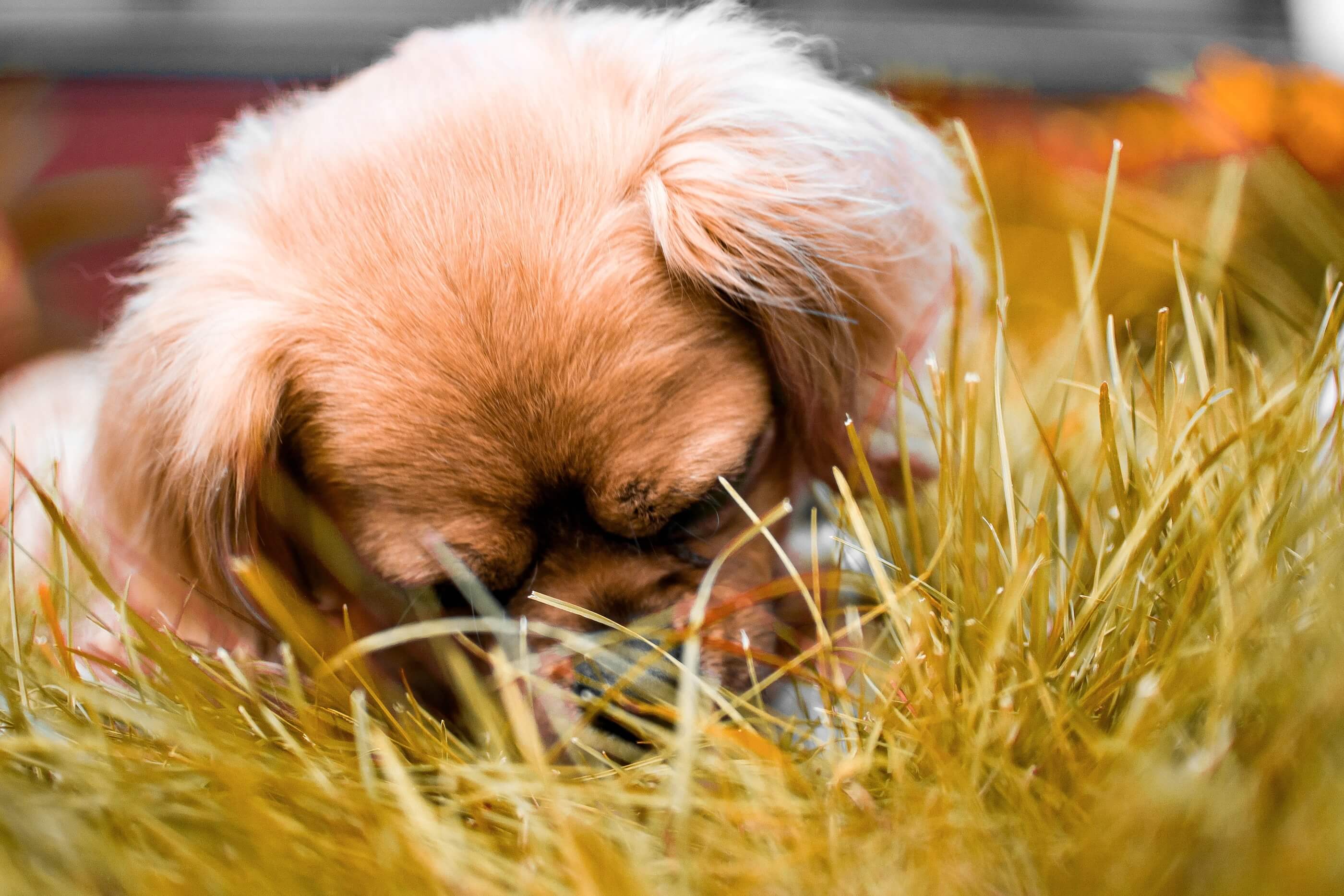 Why Do Puppies Eat Poop?